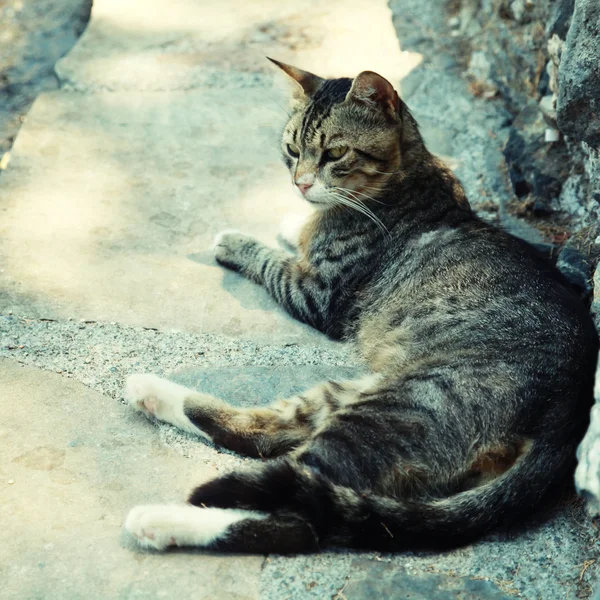 Griekse street kat op de pier van de zee (Kreta, Griekenland) — Stockfoto