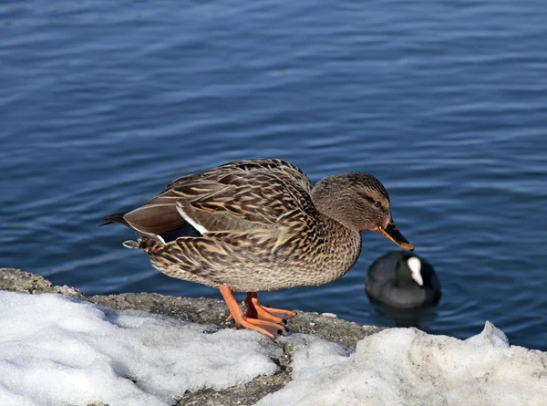 Duck on the snow coast the lake Bled — Stock Photo, Image