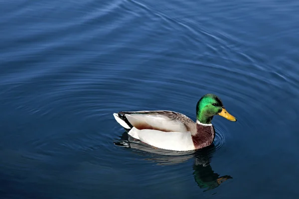 Anka på den vackra sjön Bled — Stockfoto