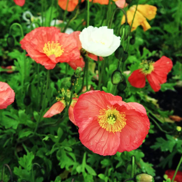 Colorful poppies — Stock Photo, Image