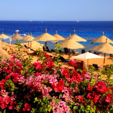 Plaj şemsiyeleri kumlu plajda, Mısır