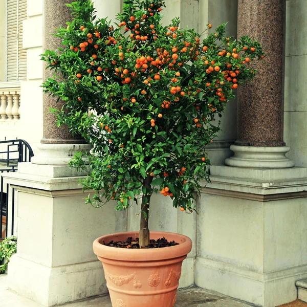 Tangerine träd i potten, Côte d'Azur, Frankrike — Stockfoto