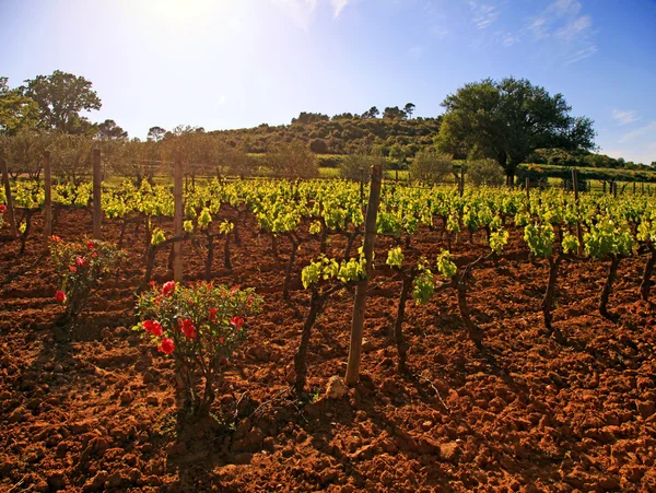 Wijngaard in de provence, Frankrijk — Stockfoto