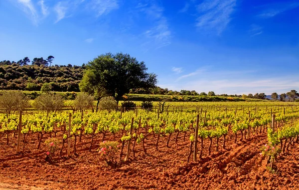 Panoramisch uitzicht van een wijngaard in de provence, Frankrijk. — Stockfoto