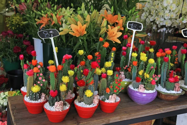 Cactus in vaso nel negozio di fiori — Foto Stock