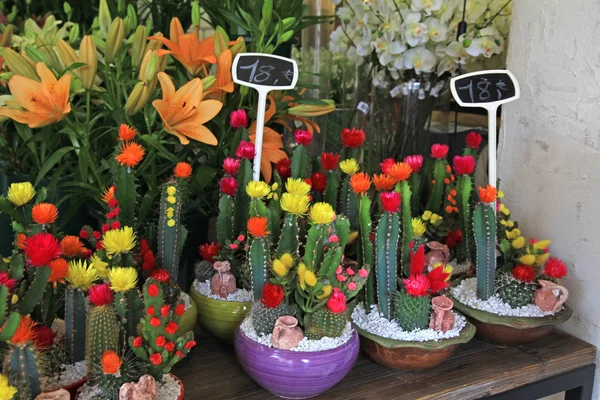 Kaktus w doniczkach w kwiaciarni — Zdjęcie stockowe