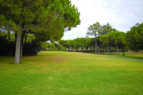 Gazon en pine bomen op een golfresort — Stockfoto