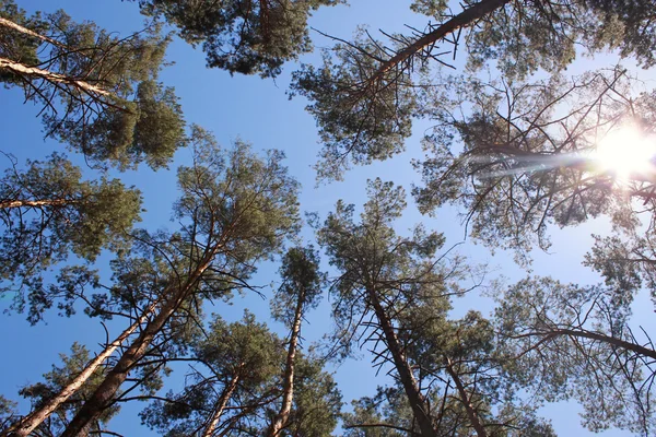 日光の松林. — ストック写真