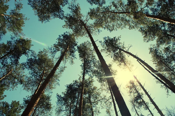 太陽ビームの松林. — ストック写真