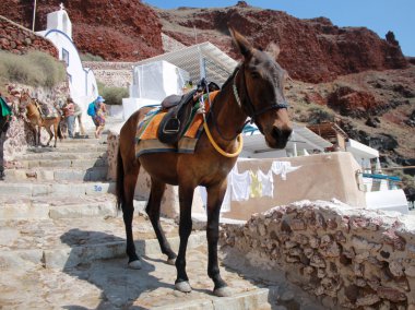 donkey on old stone stairs in Oia, Santorini, Greece