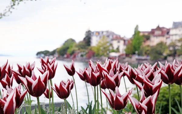 Tulipanes rojos en el lago Ginebra fondo borroso — Foto de Stock