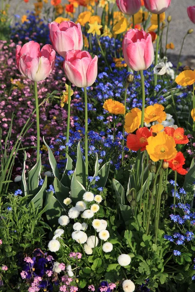 Aiuola con tulipani rosa e fiori da giardino multicolore — Foto Stock