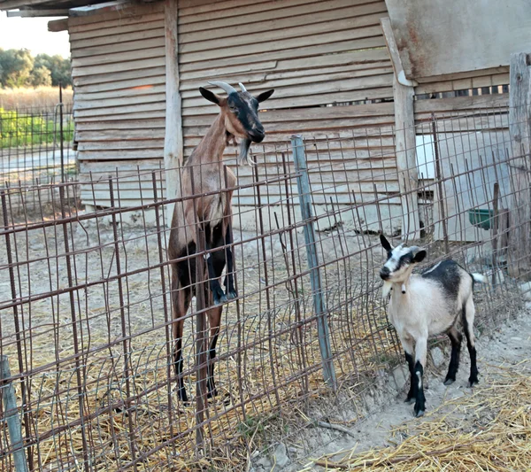 Çiftlikteki keçiler — Stok fotoğraf