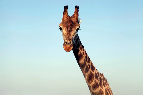 Portrait of a huge giraffe neck and face — Stock Photo, Image