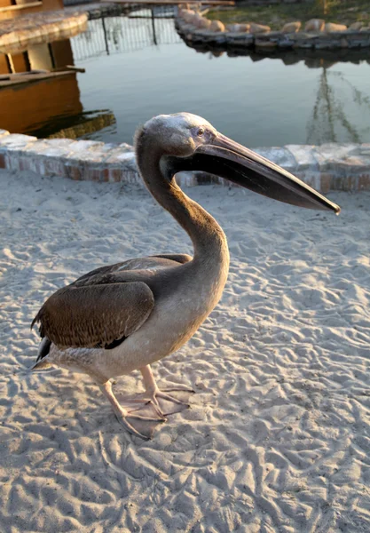 Pelikan i en djurpark — Stockfoto