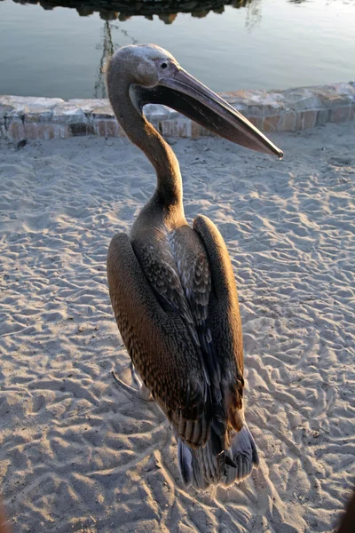 Pelikan bir hayvanat bahçesi — Stok fotoğraf