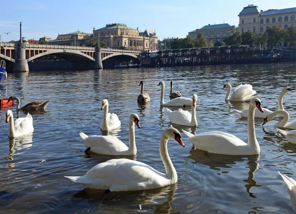 White swans on Vltava river, Prague. — Stock Photo, Image