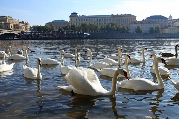 White swans on Vltava river and embankment, Prague. — Stok fotoğraf