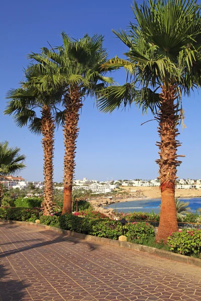 Palmen und Fußweg im tropischen Garten, rotes Meer, Sharm el she — Stockfoto