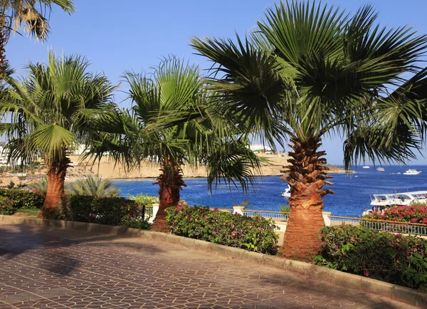 Palmer och footway i tropisk trädgård, röda havet, Sharm el hon — Stockfoto