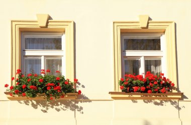 Windows ve çiçek kutuları, Prag
