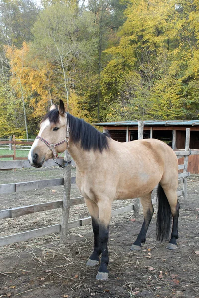 Портрет красивой лошади в загоне — стоковое фото