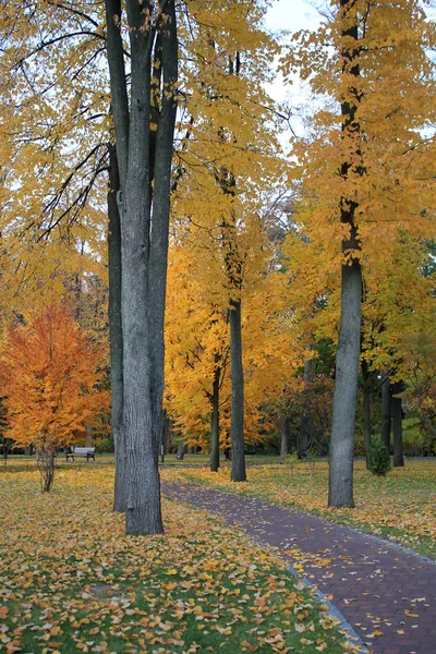 Gasse im gelb leuchtenden Herbstpark — Stockfoto