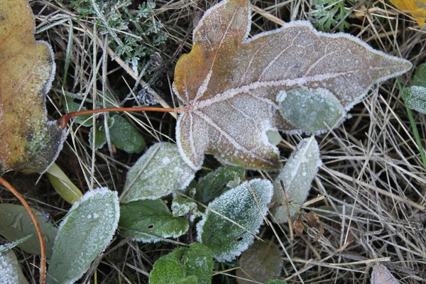 Leaves and grass covered with hoarfrost — Stock Photo, Image