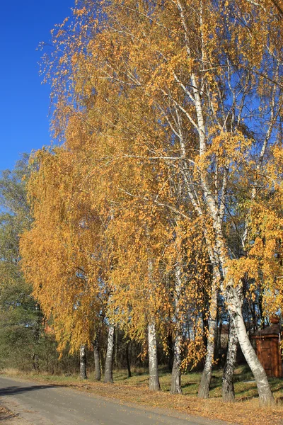 Birken mit Herbstblättern — Stockfoto