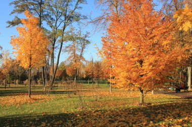sarı parlak sonbahar park