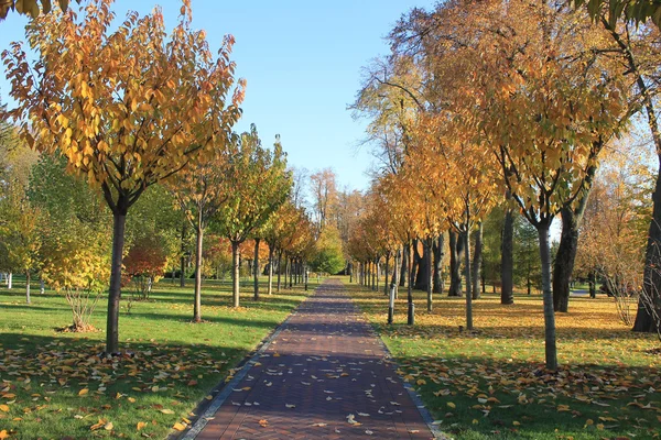 Alej v žluté světlé podzimní park — Stock fotografie