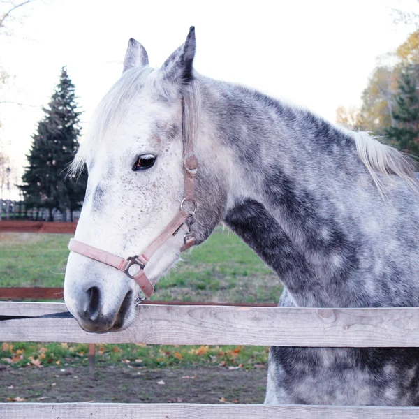 Портрет красивой лошади в загоне — стоковое фото