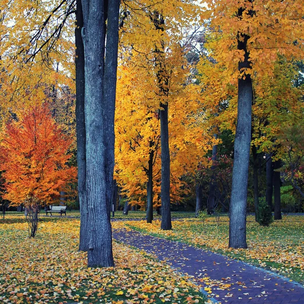 Steegje in het gele licht herfst park — Stockfoto