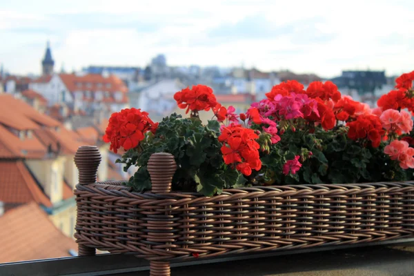 Selectieve aandacht op rode bloemen op het dak in de oude stad van Praag — Stockfoto