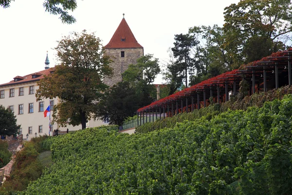 Wijngaard van Praag — Stockfoto