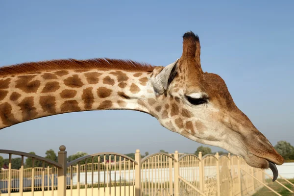 Huge giraffe neck and funny face with tongue — Stock Photo, Image