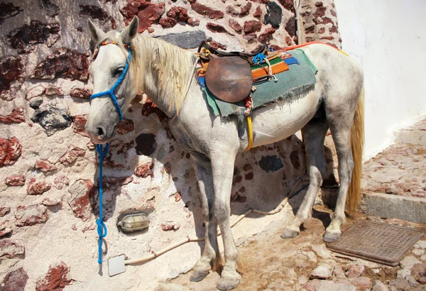 Burro en Oia, isla de Santorini, Grecia . — Foto de Stock