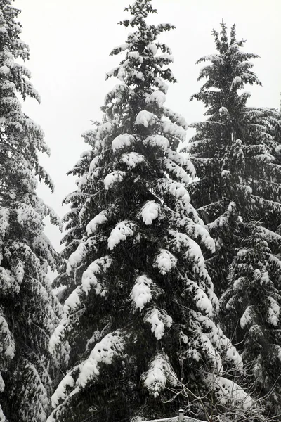 Зимний лес в снег — стоковое фото