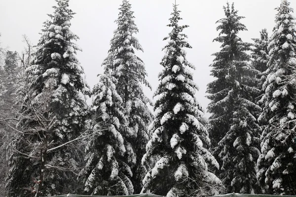 Foresta invernale in nevicata — Foto Stock