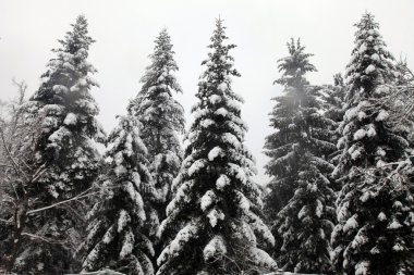  kar yağışı ormanında kış