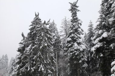 Çam ağaçları dağlarda kar kaplı