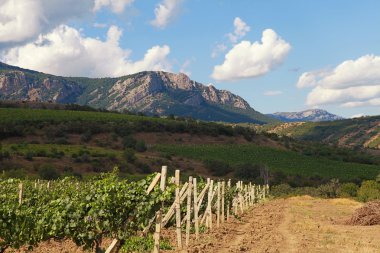 Üzüm bağları ve mavi gökyüzü arka plan üzerinde dağ manzara