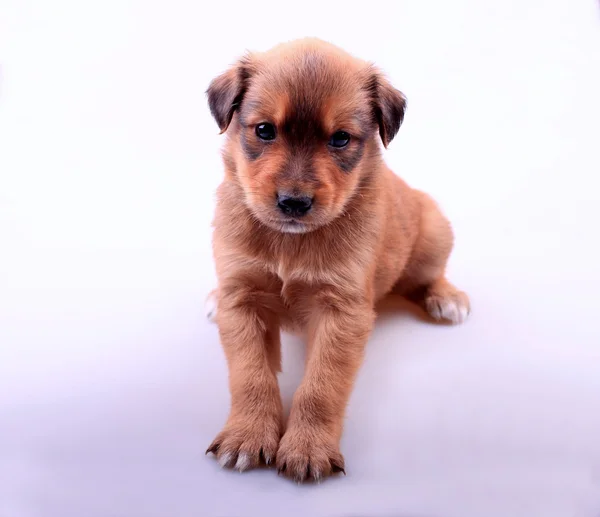 Cute dachshund puppy — Stock Photo, Image