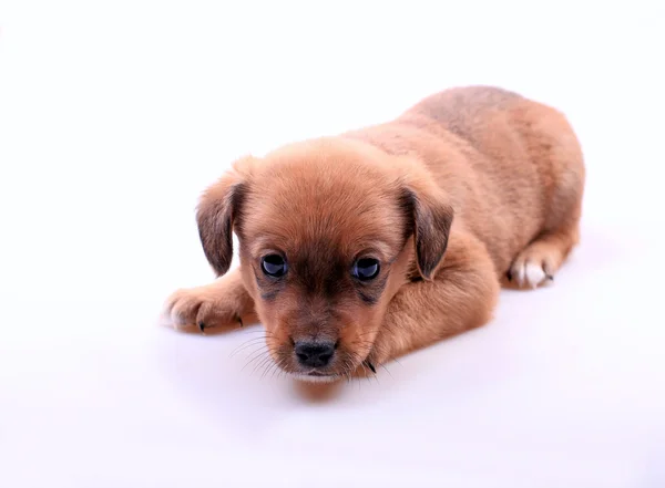 Cute dachshund puppy — Stock Photo, Image