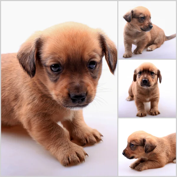 Collage de petit chiot de teckel mignon — Photo