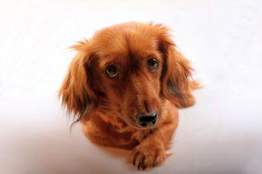 Safkan kahverengi uzun saçlı dachshund köpek 