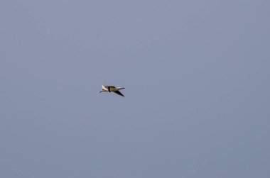 Yalnız martı gökyüzünde uçuyor