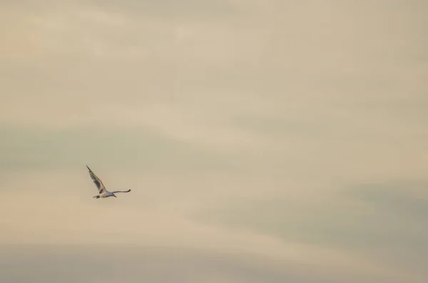 Gaivota Solitária Voando Alto Céu — Fotografia de Stock