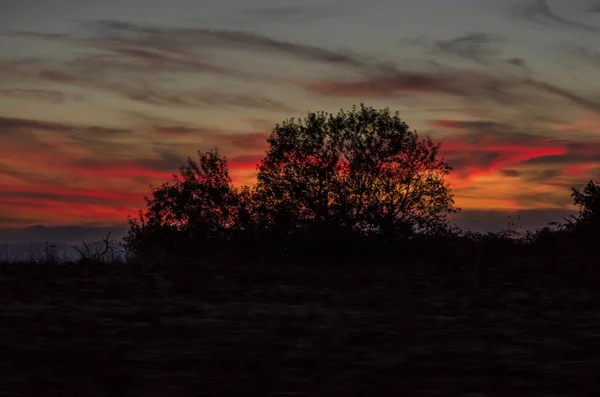 Siluetas Árboles Vegetación Campo Atardecer — Foto de Stock