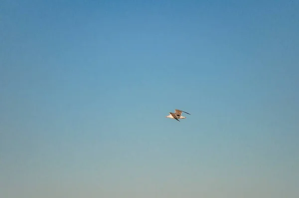 Gaviota Solitaria Volando Alto Cielo — Foto de Stock